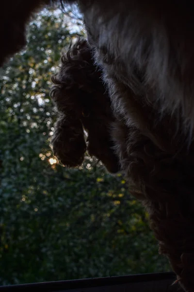 Dog looks out the window at sunset