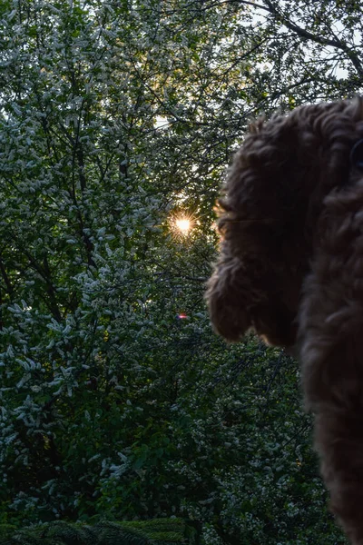 Dog looks out the window at sunset