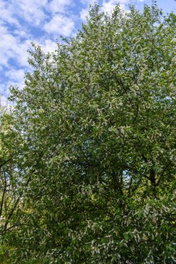 Şafak sökerken baharda çiçek açan bahçede