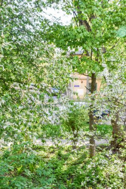 Şafak sökerken baharda çiçek açan bahçede