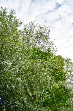 Şafak sökerken baharda çiçek açan bahçede