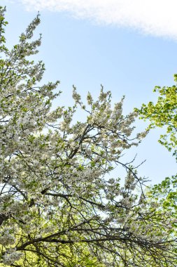 Şafak sökerken baharda çiçek açan bahçede