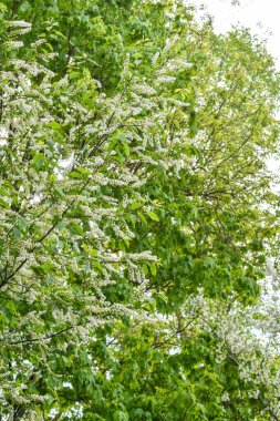 Şafak sökerken baharda çiçek açan bahçede