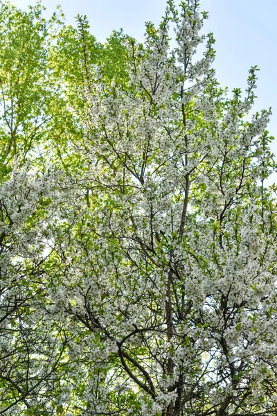 Úsvit Jarní Kvetoucí Zahradě — Stock fotografie