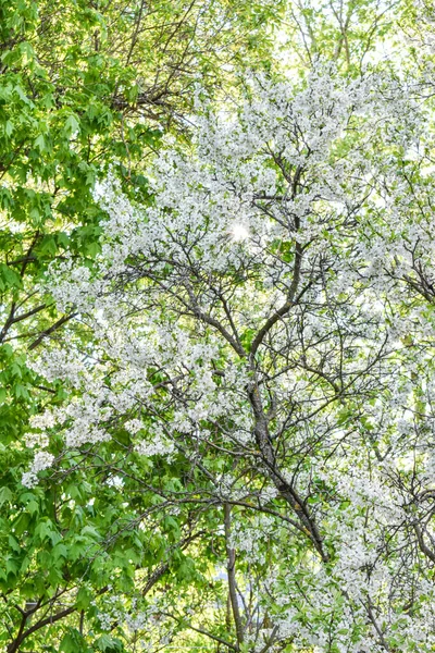 Úsvit Jarní Kvetoucí Zahradě — Stock fotografie
