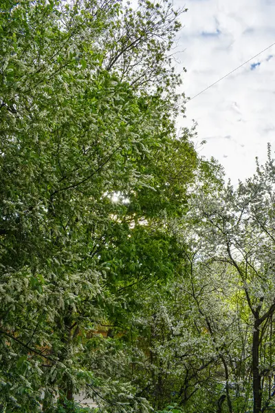 Alba Nel Giardino Fiorito Primaverile — Foto Stock