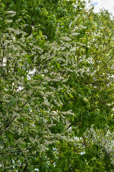 Świt Wiosennym Ogrodzie Kwitnącym — Zdjęcie stockowe