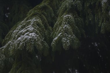 Dallar beyaz karla beslenir.