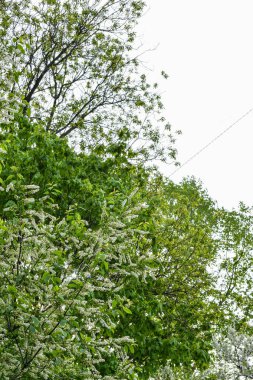 Şafak sökerken baharda çiçek açan bahçede