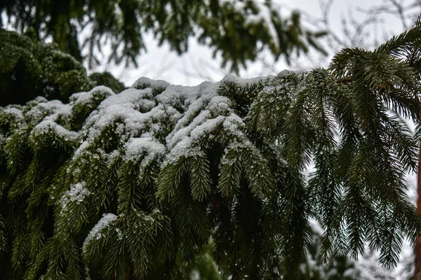 Ramas Comieron Nieve Blanca — Foto de Stock