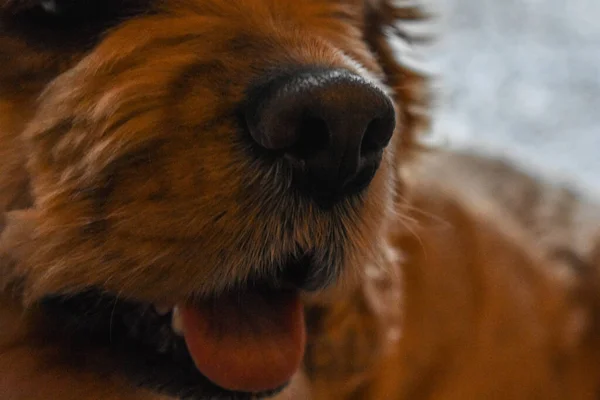 Czuły Pies Cocker Spaniel — Zdjęcie stockowe