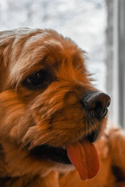 Στοργικό Σκυλί Κόκερ Σπάνιελ — Φωτογραφία Αρχείου