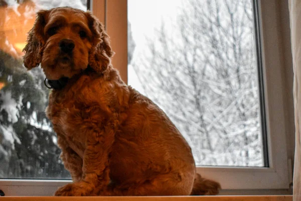 Cariñoso Perro Cocker Spaniel — Foto de Stock