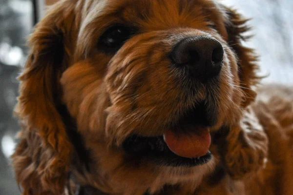 Affectionate Dog Cocker Spaniel — Stock Photo, Image