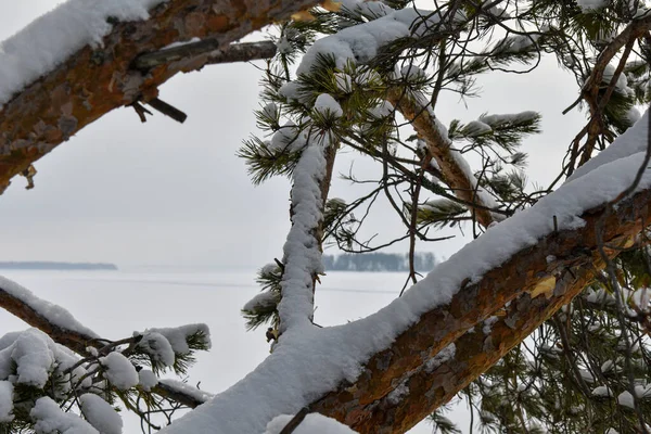 겨울의 볼가강 — 스톡 사진