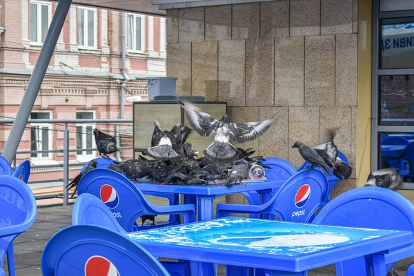 Flock Pigeons Feeds Summer Cafes — Stock Photo, Image