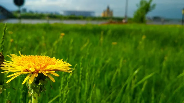 Städtische Uferpromenade Sommer — Stockfoto