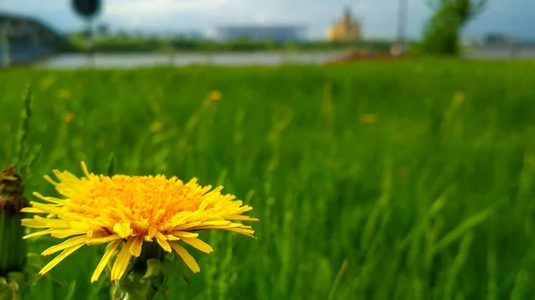 Städtische Uferpromenade Sommer — Stockfoto