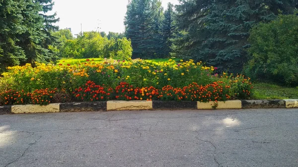 Hermosas Flores Crecen Jardín — Foto de Stock