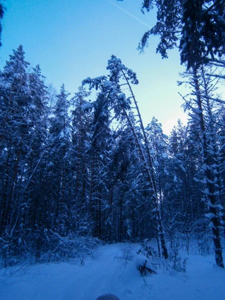 Снежная Лесная Ночь — стоковое фото