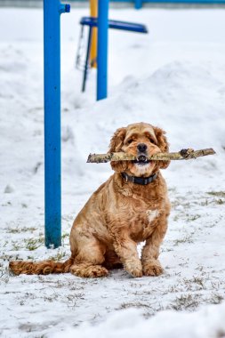 Köpek Cocker Spaniel Kış Parkı 'nda