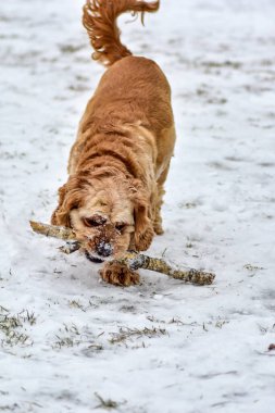 Köpek Cocker Spaniel Kış Parkı 'nda