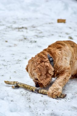 Köpek Cocker Spaniel Kış Parkı 'nda