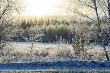 Soğuk bir kışta Rusya 'nın doğası