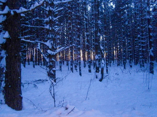 Bosque Nevado Noche Invierno — Foto de Stock