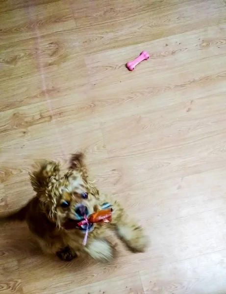 Perro Juega Con Arco — Foto de Stock