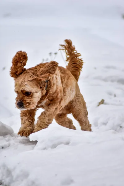 Hund Cocker Spaniel Winterpark — Stockfoto