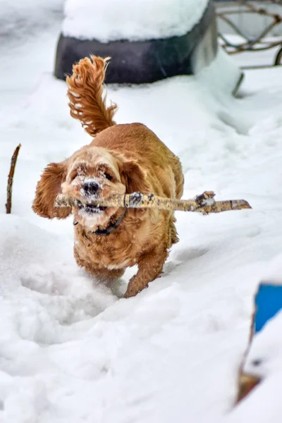 Hund Cocker Spaniel Winterpark — Stockfoto