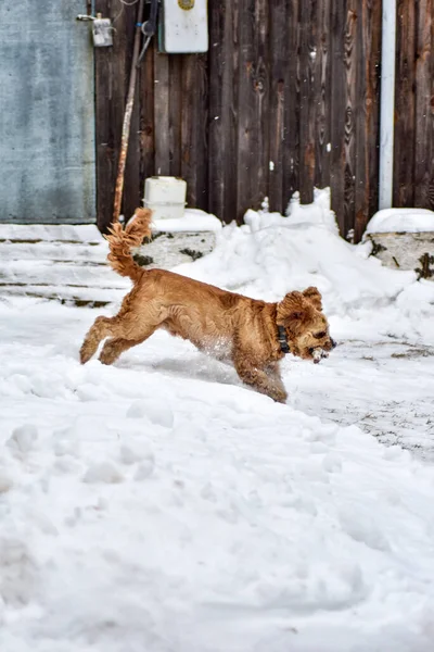 Hund Cocker Spaniel Winterpark — Stockfoto