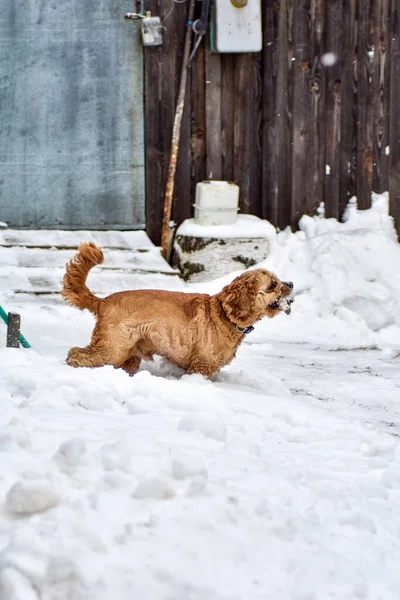 Hund Cocker Spaniel Winterpark — Stockfoto