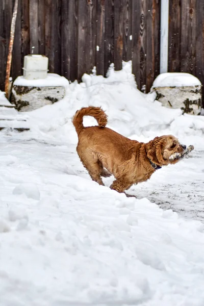 Hund Cocker Spaniel Winterpark — Stockfoto