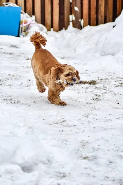 Dog Cocker Spaniel Winter Parku — Zdjęcie stockowe
