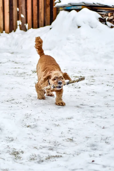 Cane Cocker Spaniel Nel Parco Invernale — Foto Stock