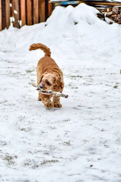 Hund Cocker Spaniel Winterpark — Stockfoto