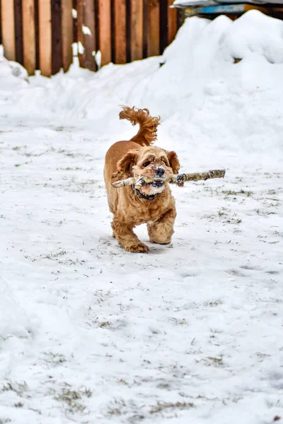 冬の公園の犬のコッカー スパニエル — ストック写真