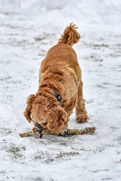 Dog Cocker Spaniel Winter Parku — Zdjęcie stockowe