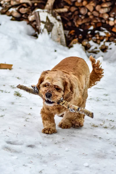 Hund Cocker Spaniel Winterpark — Stockfoto