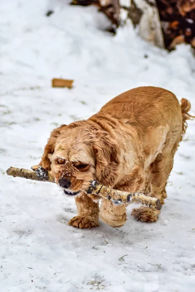 Hund Cocker Spaniel Winterpark — Stockfoto