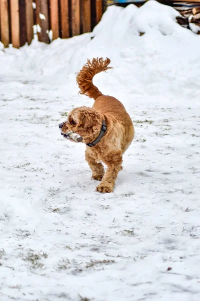 Dog Cocker Spaniel Winter Parku — Zdjęcie stockowe