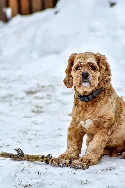 Hund Cocker Spaniel Winterpark — Stockfoto