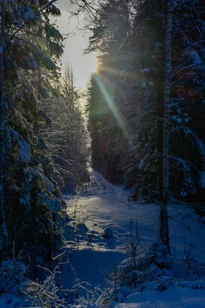 Słońce Zimowym Lesie — Zdjęcie stockowe
