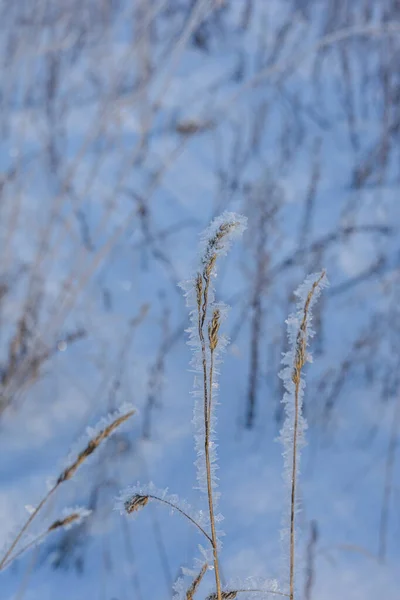 Natuur Van Rusland Een Ijzige Winter — Stockfoto