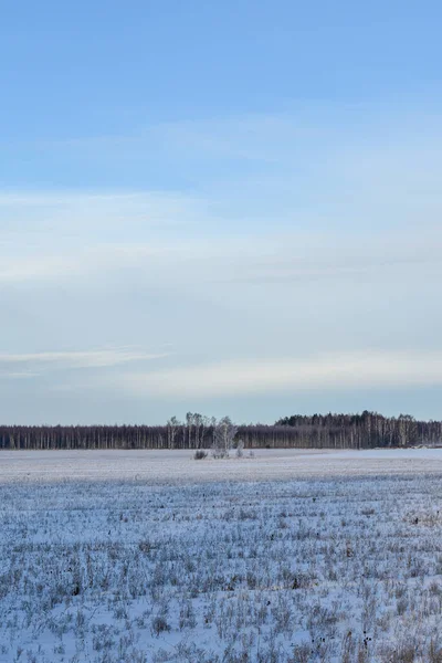 Soğuk Bir Kışta Rusya Nın Doğası — Stok fotoğraf