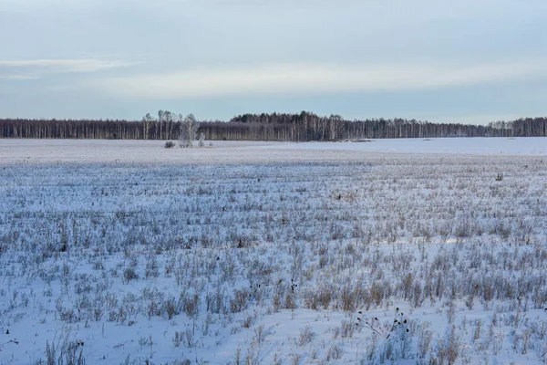서리가 내리는 겨울의 러시아의 — 스톡 사진
