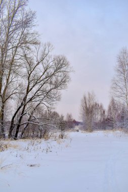 Karlı kış ormanında akşam