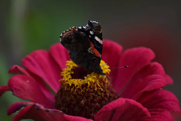 Butterfly sits on a flower in the garden